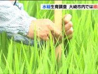 イネの生育は過去5年平均上回り順調　宮城・大崎市