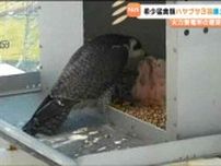 火力発電所の煙突生まれの”火の鳥”ハヤブサ　専門家「安全な繁殖場と認識か」新仙台火力発電所