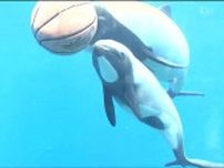 国内7頭目希少な“イロワケイルカ”赤ちゃん公開　愛らしい姿に歓声上がる　仙台うみの杜水族館