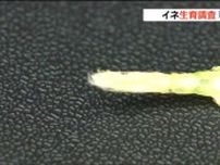 イネ生育“7mm”ほどの「幼穂」確認　豊作へ期待高まる　宮城・大崎市