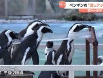 静岡・沼津市の水族館あわしまマリンパークで「流しアジ」が人気集める　ケープペンギンが流れるアジを奪い合い