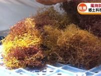 佐渡の郷土料理「いごねり」　その原料となる“エゴノリ”漁が最盛期に《新潟》