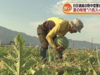 南魚沼市で特産「八色スイカ」の収穫　水やり・肥料で雨不足を補う 《新潟》