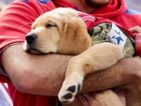 フィリーズのサービス犬があまりの愛くるしさにSNSで人気沸騰！ 訓練を経て２年後には退役軍人の下へ＜SLUGGER＞