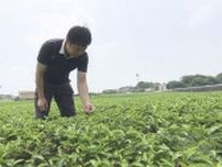 「0%だったのが10％→25%となると…」“トランプ関税”で抹茶の輸出業者から悲鳴 米国が世界的なブームを牽引