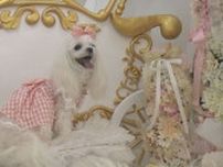 フォトスタジオや似顔絵も…『Pet博なごや』犬用の靴やおもちゃなど87のブース並ぶ ポートメッセなごやで21日まで