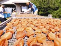 強烈な日差し浴びて　「越生べに梅」天日干し