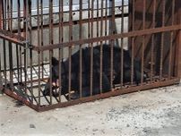 青森・黒石市でクマ1頭捕獲　養鶏場襲撃とは別個体か