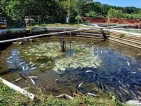 サーモン500匹以上死ぬ　クマが襲ったか　記者も遭遇／青森・むつ市の養魚場