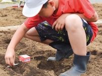 津久井中央小　「元気に育って」　総合で在来大豆を栽培〈相模原市緑区〉