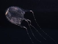生まれたてフクロクジュクラゲ　珍種ゆらり　えのすい他で世界初展示〈藤沢市〉