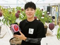 旭区小川名さん 「横浜マンゴー」初の出荷 気候への対応に苦慮も〈横浜市旭区・横浜市瀬谷区〉