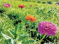 イシックス馬入のお花畑 大輪の百日草開花 見頃は８月から９月〈平塚市・大磯町・二宮町・中井町〉
