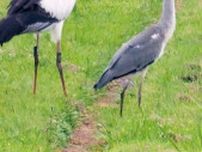 大庭で目撃「コウノトリ」 どこから来て、どこへ行く 専門家「エサのある場所へ行く」〈藤沢市〉