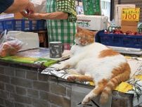 鶴ヶ峰・喜久屋青果店 名物看板猫が見納め ７月末の閉店に合わせ〈横浜市旭区・横浜市瀬谷区〉