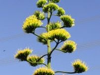 海老名市中野 リュウゼツランが見ごろ 50年越しの開花〈海老名市・座間市・綾瀬市〉