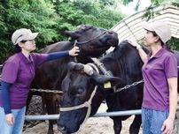 大磯産初の肉牛　「磯姫牛」を６次産業化　加工品を販売開始〈平塚市・大磯町・二宮町・中井町〉