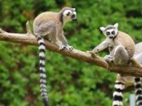 死んだサルの内臓に…｢バナナのような生物｣の謎