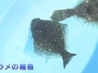 常磐ものの代表格「ヒラメ」の稚魚放流　浜通り各地で計100万匹　福島