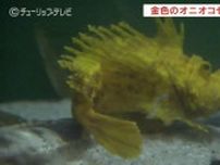 金色のオニオコゼはラッキーセブン　訪れた人が幸運に　富山県の魚津水族館　令和7年の7月7日展示開始