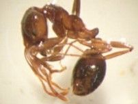 猛毒の特定外来生物「ヒアリ」富山で初めて確認　射水市の港湾施設で1000匹以上見つかる　環境省が緊急防除