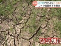 猛暑と水不足で「田んぼにひび」…コメ農家は「神頼み」の境地　深刻な爪痕にコメの出来を懸念　富山