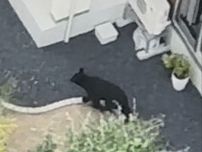 クマ出没から一夜まだ発見できず  山形市の住宅街に現れたクマ 近くの小学校は休校