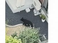 「同一個体と判断」山形市の市街地のクマについて市が発表…おとといから目撃多発のクマと、きょう駆除のクマ