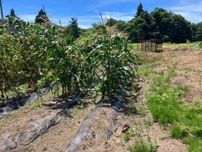「怖かったが反射的に大声を」自宅敷地の畑にクマ…襲われた父を必死で守った家族が語る、クマとの一部始終