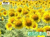 「まだ泊まりたい」東京からの子どもたちも大興奮！ 5万本の 