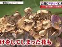 公園のアジサイが日焼けするほどの暑さ　工事現場ではフォークリフトに霧状の水　卵の価格に影響は