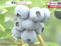 うつ病寸前で「脱サラ」　ブルーベリー農園経営で人生に輝き　今では悩める中高年にアドバイスも
