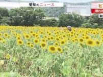 「日照時間が長く、大きくなる前に咲いちゃう」愛知・南知多の観光農園のヒマワリがすでに満開の異変
