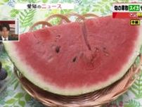 高齢化でスイカの高値継続か　6分の1カットサイズで販売価格647円　先週よりも仕入れ価格100円上昇
