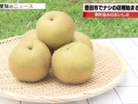 「どんどん収穫が早まっている」　猛暑の影響で「ナシ」の収穫時期に異変アリ　味は「みずみずしくて甘い」