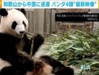 和歌山から中国へと返還されたジャイアントパンダ4頭の最新映像がSNSで公開