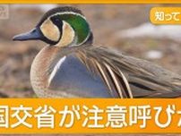 バードストライク原因の渡り鳥「トモエガモ」急増