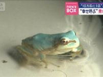 “10万匹に1匹”どんな奇跡が? “幸せ呼ぶ”青いカエル発見