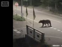 【速報】北海道福島町で駆除のヒグマ　DNA鑑定で死亡男性に付着のクマ体毛と一致　