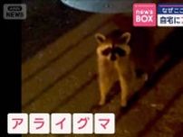なぜここに？　自宅にアライグマ“恐怖”　東京も目撃多発
