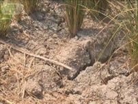 名産地のコメがピンチ　猛暑と渇水が直撃　不足の懸念再び