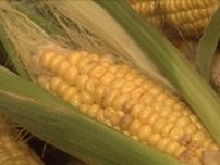 猛暑で夏野菜のカタチ・収穫や供給に異変 無駄にしないために…