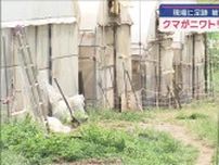 クマ被害か ニワトリ26羽死ぬ　現場に足跡 被害後もカメラに姿