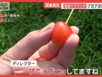 新米スカスカ　サクランボはプニョプニョ　夏野菜なのに枯れるナス　猛暑で異変続出