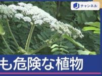 「バイカルハナウド」繁殖する北米どう対処？
