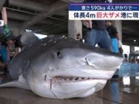 体長4メートル巨大ザメ　港でつりあげ　日本の海に接近中？