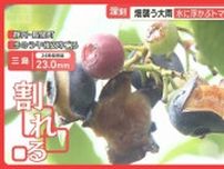 警報級大雨で農作物に被害　水に浮かぶトマト…排水追いつかず　東海・関東で天気急変