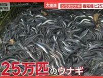 千葉・銚子沖でイワシ3年ぶりの大豊漁　シラスウナギも…今年は安くなる？