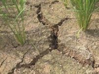 雨が降らない…新潟・上越市は7月降水量わずか1ミリ　水田ひび割れ、コメがピンチ