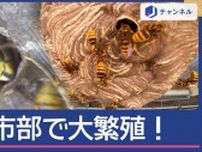 鋭い毒針で命の危険も！人を襲う「都市適応型スズメバチ」正体は？